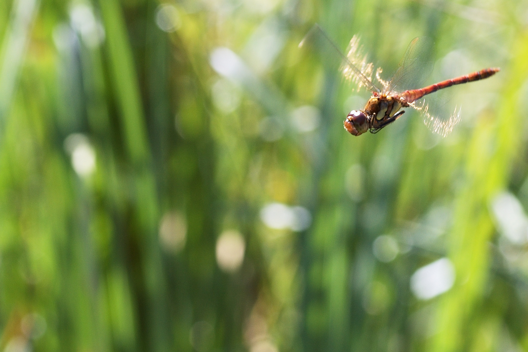Mal was anderes - ne Libelle